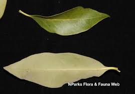 Image result for Avicennia marina