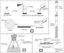 Suspension Cell Culture An Overview Sciencedirect Topics