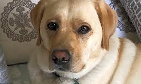 Sometimes pets are free if there is a special promotion going on; 6 Lovable Dogs To Adopt Now In Albuquerque