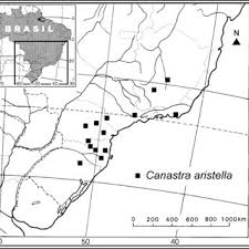Image result for Panicum habrothrix