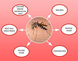 Image result for Dengue