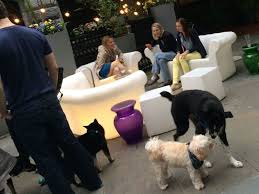 Recommended for best restaurants because: Dog Friendly Boston Restaurant Patios Eater Boston