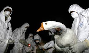 Avian flu viruses do not normally infect humans. C E Un Primo Caso Di Trasmissione A Uomo Di Influenza Aviaria H5n8