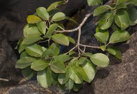 Image result for Mimusops obtusifolia