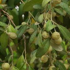 Image result for Lagunaria patersonia