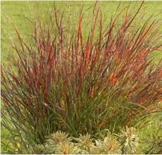 Image result for Panicum schinzii