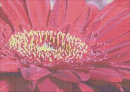 Maroon Gerber Daisy Cross Stitch Chart Advanced Cross