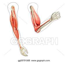 Short video of the shoulder muscles of the upper extremity identifies: Drawing Human Arms Anatomy Diagram Showing Bones And Muscles While Flexing 2 D Digital Illustration On White Background Clipart Drawing Gg59791566 Gograph