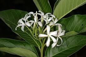 Image result for Holarrhena pubescens