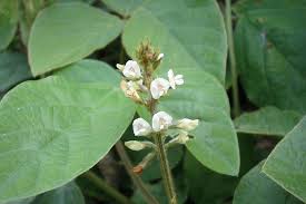 Image result for Neonotonia wightii