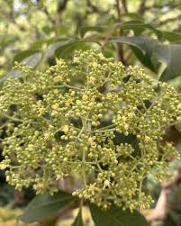 Image result for Tetradium glabrifolium