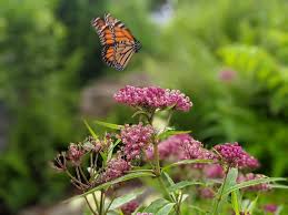 Image result for Asclepias foliosa