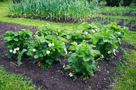 Planning includes selecting the garden location; Strawberry Companion Plants Kellogg Garden Organics
