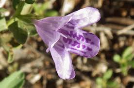 Image result for Dyschoriste albiflora