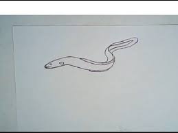 How To Draw An Eel Simple Easy Drawing Youtube Startup ampaire, established in hawthorne, california. how to draw an eel simple easy drawing