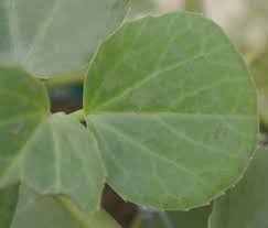 Image result for Cissus rotundifolia