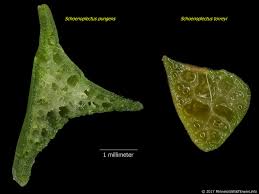 Image result for Schoenoplectus sp.no.3