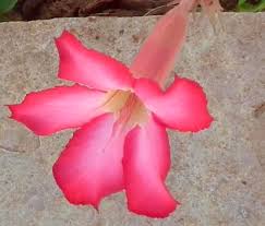 Image result for Hermbstaedtia fleckii