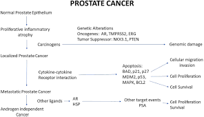 A biopsy is a procedure that can be used to diagnose prostate cancer. Mechanistic Targets For Bph And Prostate Cancer A Review