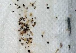 Image result for bed bugs droppings