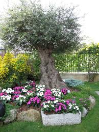 Abbellire Un Albero Di Ulivo Ecco 16 Splendidi Esempi Per Ispirarvi Alberi Da Giardino Giardino Angeli Da Giardino