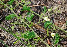 Image result for Aeschynomene leptophylla