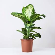 Dieffenbachia Seguine Dumb Cane Tropic Snow Etree Pk
