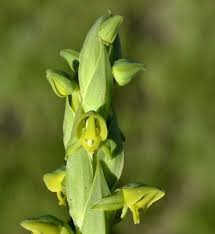 Image result for Habenaria arenaria