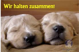 Check spelling or type a new query. Viele Lustige Hundebilder Auch Zum Gratis Runterladen
