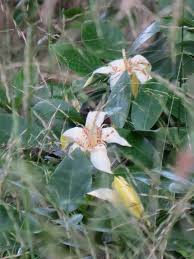 Image result for Rotala capensis