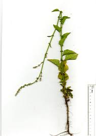 Image result for Celosia trigyna