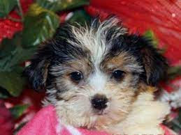Maybe you would like to learn more about one of these? Yorkie Poo Breeders Texas Pets Lovers