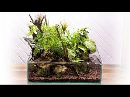 Making A Unique 1 3 Gallon Nano Riparium Youtube Planted Aquarium Plants Terrarium Plants