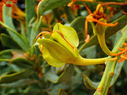 Image result for Rytigynia sp. F