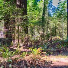 Grizzly creek redwoods state park. Grizzly Creek Redwoods Campground Grizzly Creek Redwoods Ca 5 Hipcamper Reviews And 14 Photos
