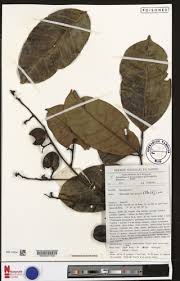 Image result for Pachylobus