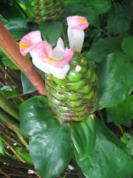 Image result for Costus subbiflorus