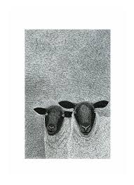 Black And White Sheep Drawing Pin By Clementine On Sheep With Black Faces Sheep Art Sheep Prints Ink Art