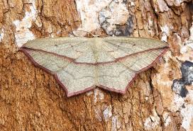 Image result for Timandra comae