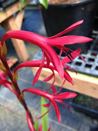 Image result for Watsonia