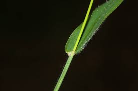 Image result for Digitaria abyssinica
