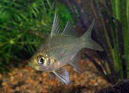 Aquagreen S Aqualog Australian Native Fish
