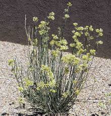 Pin On Gardening