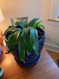 Tiger lilies (lilium lancifolium) are wild lilies known for their bright orange blossoms freckled with brown spots. Please Help Me Fix Her I Believe It S A Calla Lily But May Be Wrong Not Sure What I M Doing Wrong Recently Changed The Soil And Put Her In A Bigger Pot