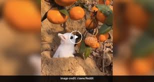 Vitamin c provides powerful antioxidant protection and supports immune function* Bunny Loads Up On Vitamin C Reddit Users Upvote Video Of Rabbit Eating Oranges Ndtv Food