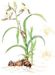 Image result for Eulophia tuberculata