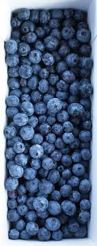 W I L D Blueberry Edible Landscaping Fruit