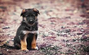German shepherd dog wallpaper for phone. German Shepherd Dog Wallpaper Wallpaper Hook