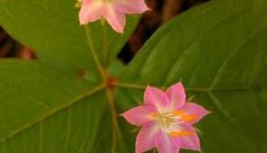 Image result for Lysimachia brevipes