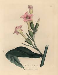 Image result for Nicotiana tabacum